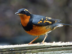  Varied Thrush; photo by Tom Duane 